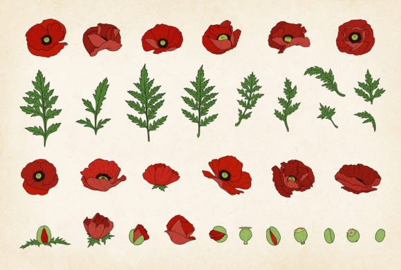 Unlocking Creative Potential with the Colored Poppy SVG Vector Poppy Bundle